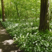 Leipziger Auwald im April